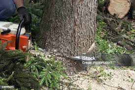 Best Emergency Tree Removal  in Tatamy, PA