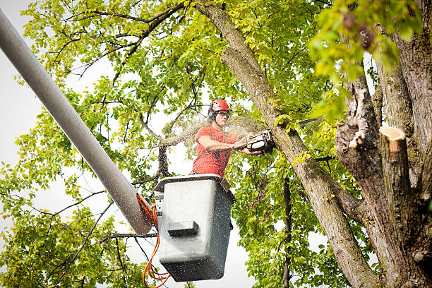 Leaf Removal in Tatamy, PA